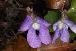 Southern coastal violet